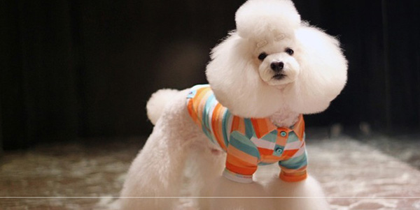 幼犬什么時候穿幼犬寵物衣服比較好？